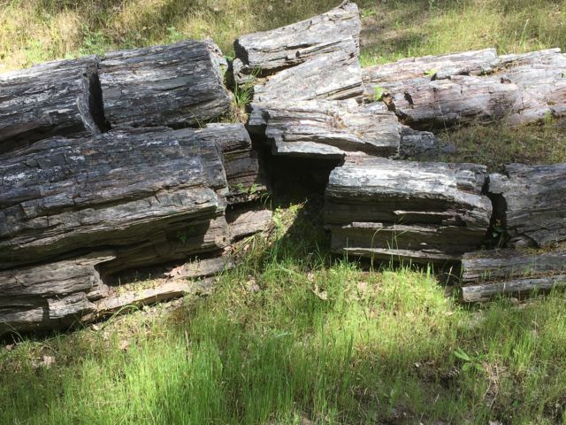 Petrified Forest wood