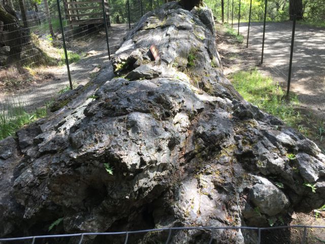 Petrified redwood Napa Valley