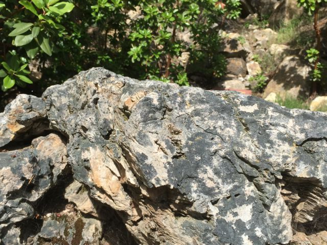 Petrified wood Napa Valley