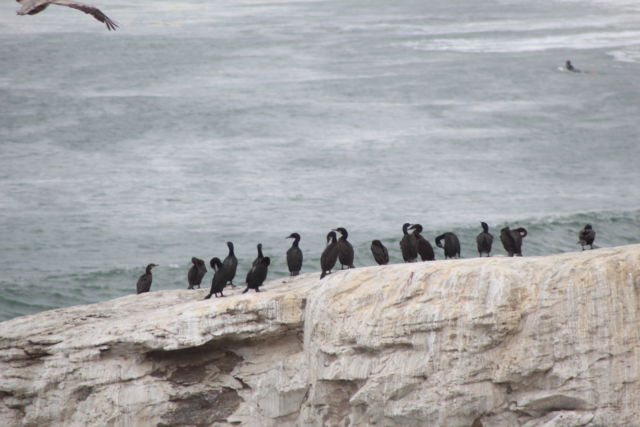 Natural Bridges State Park sea birds