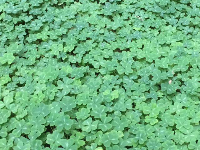 Redwood sorrel