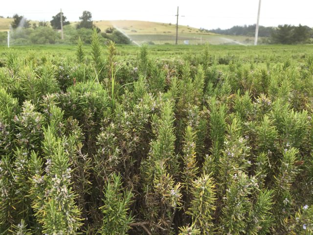 California Highway 1,  rosemary field