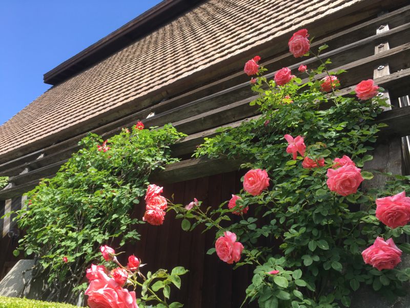 Rutherford Hill Winery roses