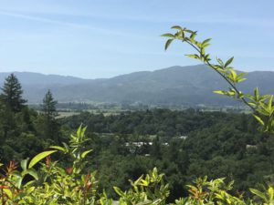 Rutherford Hill Winery view