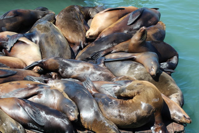 San Francisco sea lions San Francisco harbor sea lions