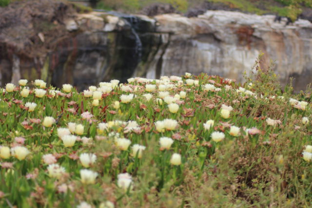 San Francisco to Monterey ice plants