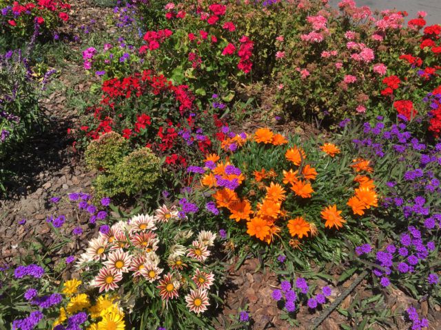 San Francisco Fisherman's Wharf flowers San Francisco Wharf flowers