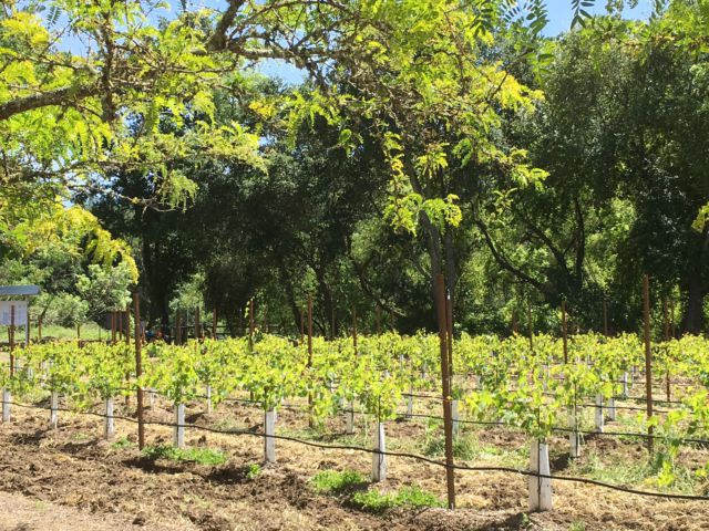 Sterling Vineyards Napa