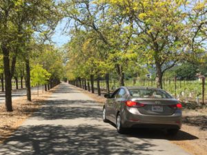 Sterling Vineyards road