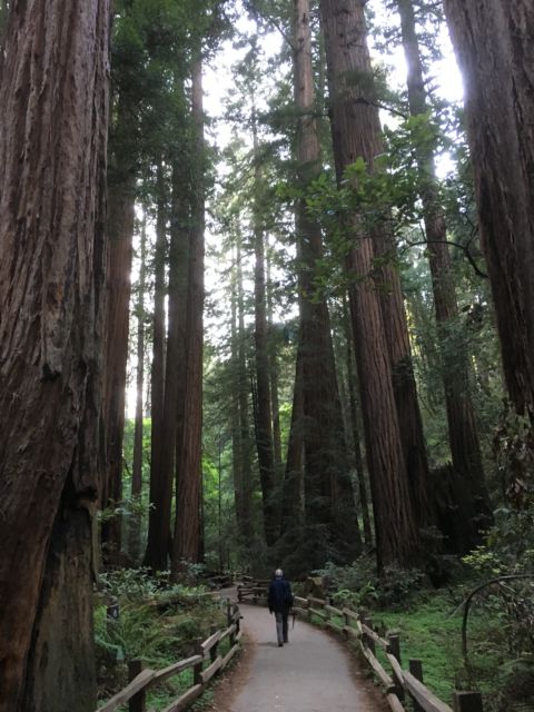 Walking the Muir Woods Redwood Creek Trail