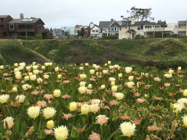 San Francisco to Monterey: West Cliff Drive flowers