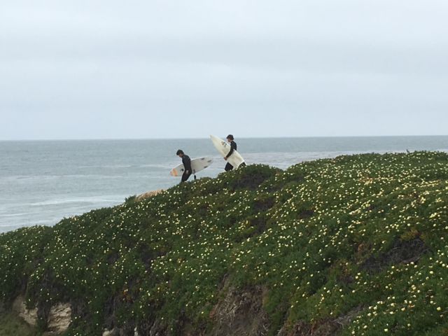 West Cliff Drive surfers