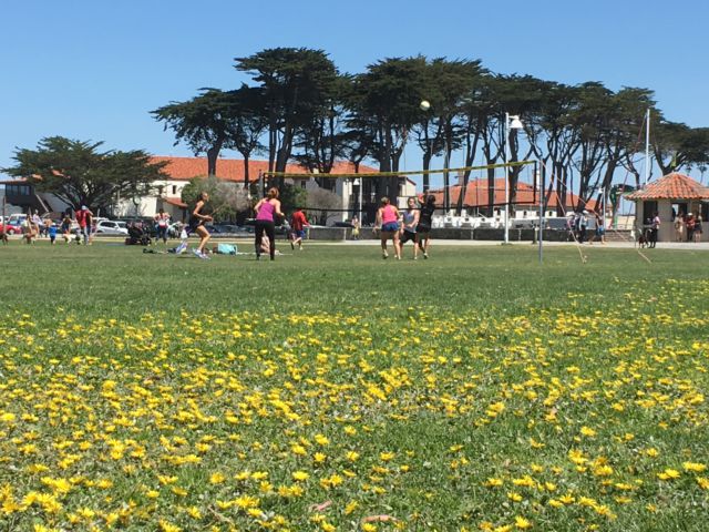 Yacht Harbor lawn San Francisco Yacht Harbor lawn San Francisco