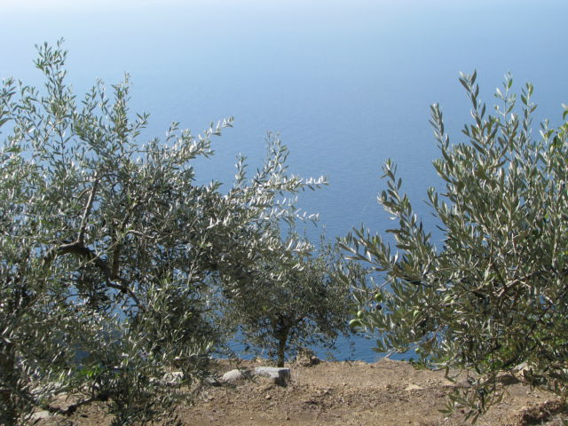 Cinque Terre olive trees Cinque Terre olive trees
