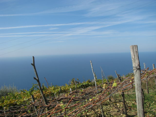 Cinque Terre Manarola vineyards Cinque Terre Manarola vineyards