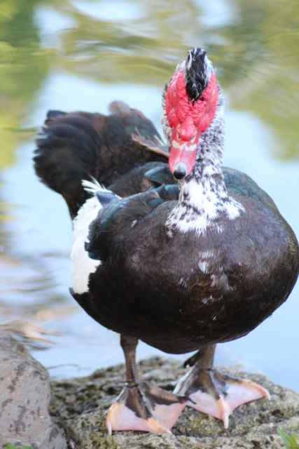 Golden Gate Area Sights water bird