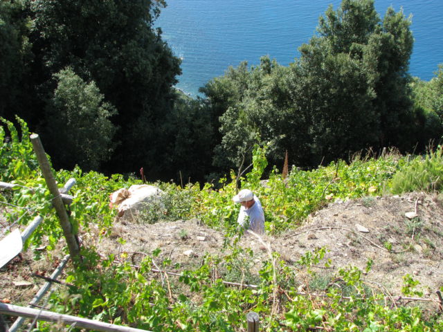 Hiking Cinque Terre Trails, vineyards Hiking Cinque Terre Trails, a local farmer