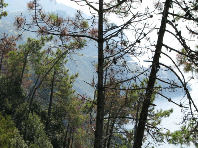 Hiking Cinque Terre Trails, pine trees Hiking Cinque Terre Trails, pine trees