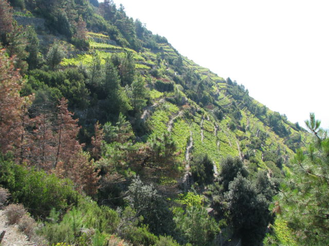 Hiking Cinque Terre Trails, vineyards Hiking Cinque Terre Trails, vineyards