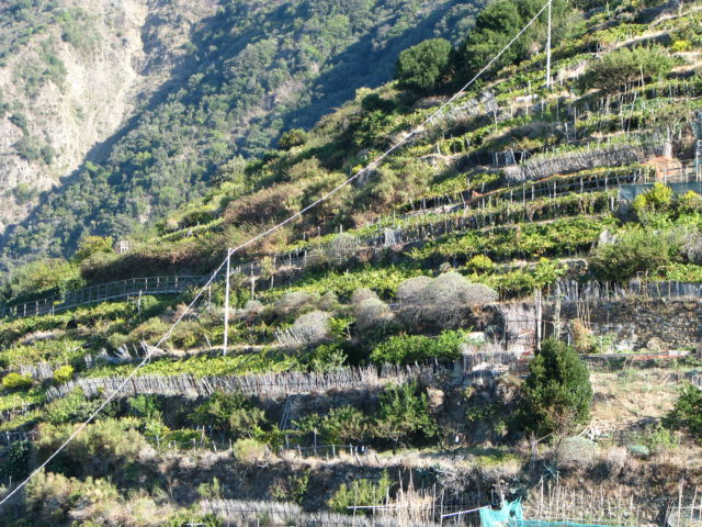 Cinque Terre Manarola vineyards Manarola hill slope