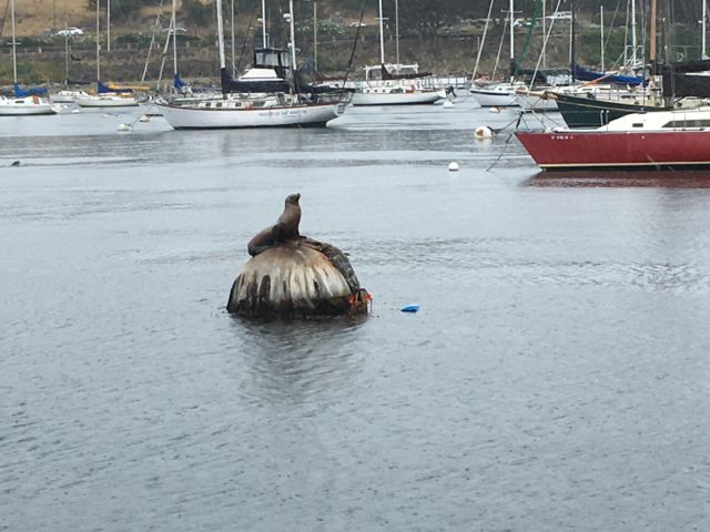 Monterey harbor seal