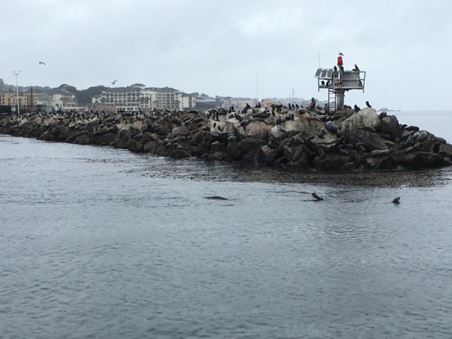 Monterey harbor seals
