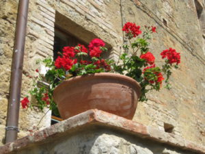 Monticchiello flowers
