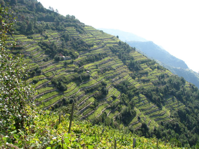 Hiking Cinque Terre Trails, vineyards Terraced vineyards of Cinque Terre