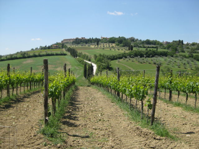 Tuscany scenic drive vineyards
