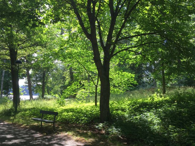 Djurgården nature