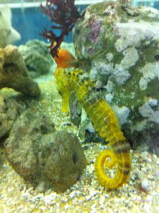 Porto de Galinhas seahorse