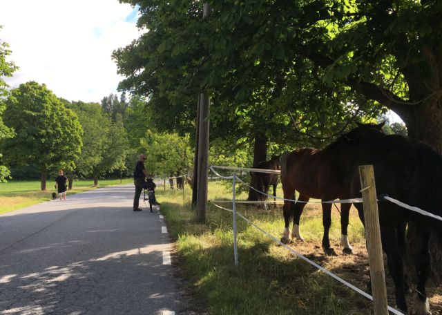 Stockholm nature tour by bike
