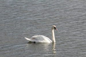 Stockholm swan