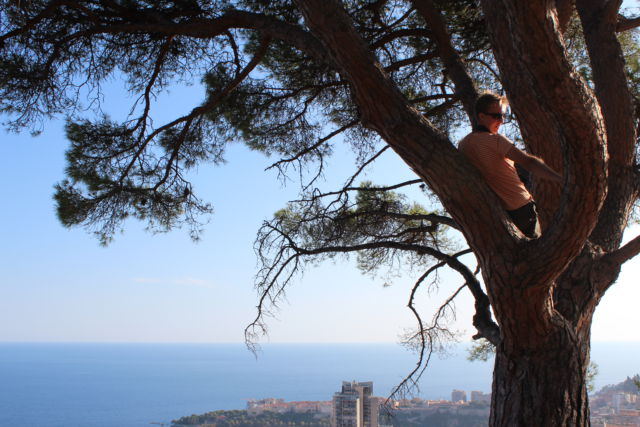 Photographing from the tree