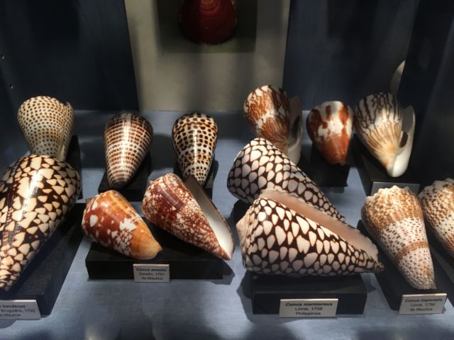 Saint-Jean sea shell museum