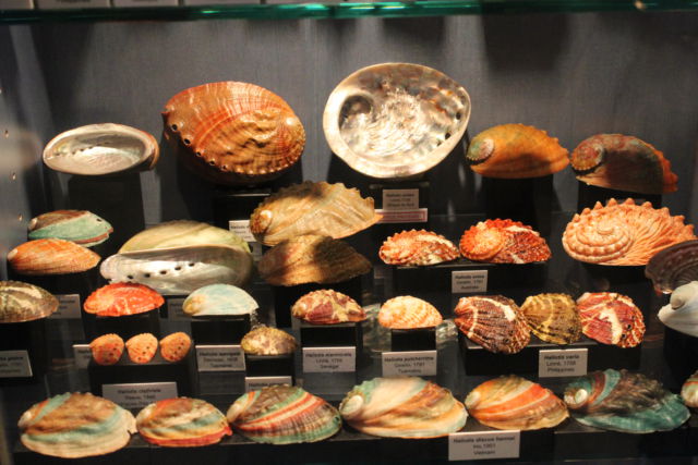 Saint-Jean sea shell museum