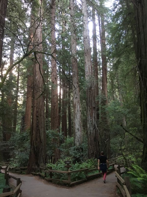 Muir Woods hiker