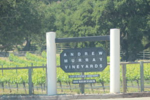 Curtis Estate Vineyard