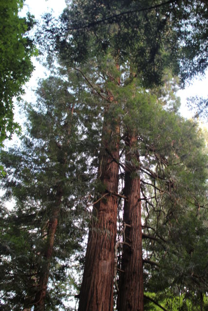 Muir Woods Redwood Forest