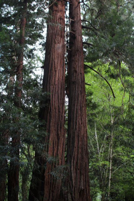 Muir Woods Redwood Forest