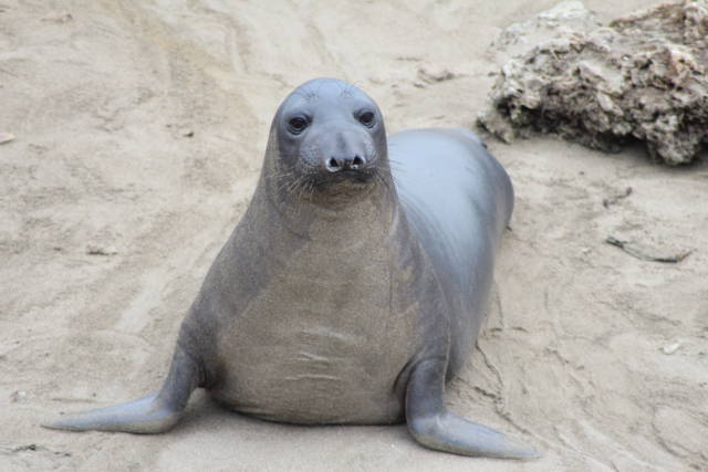 Californian elephant seal