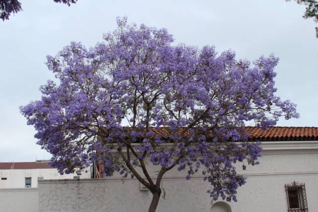 Santa Barbara Spanish building and jacaranda Santa Barbara Spanish building and jacaranda