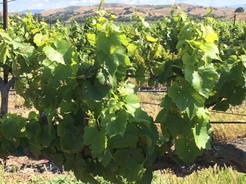 Santa Ynez Valley grapes