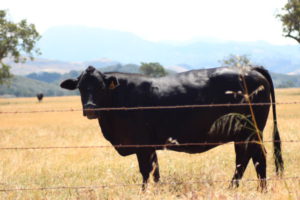Santa Ynez Valley cow