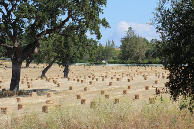 Santa Ynez Valley farm