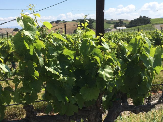 Santa Ynez Valley grapes