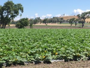 Santa Ynez Valley pumpkin field