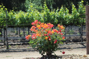Santa Ynez Valley vineyard flowers