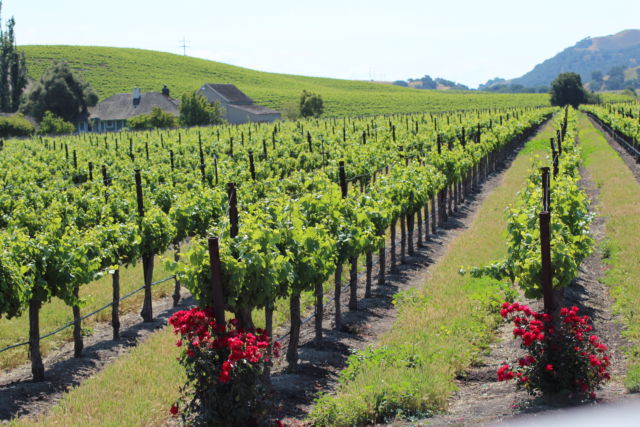 Santa Ynez Valley vineyard view