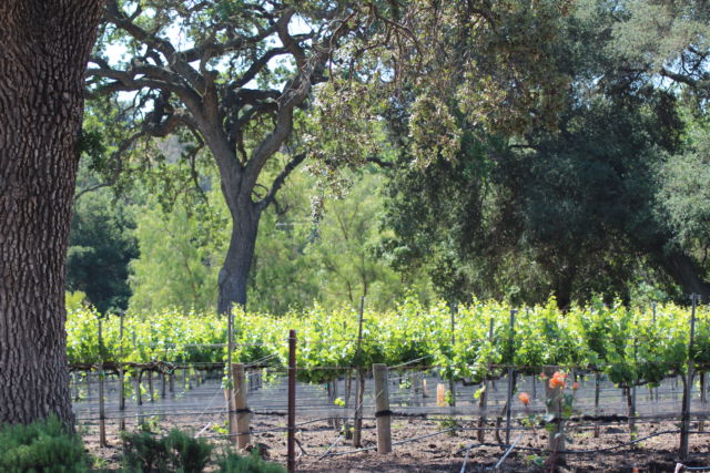 Santa Ynez Valley Wine Country California